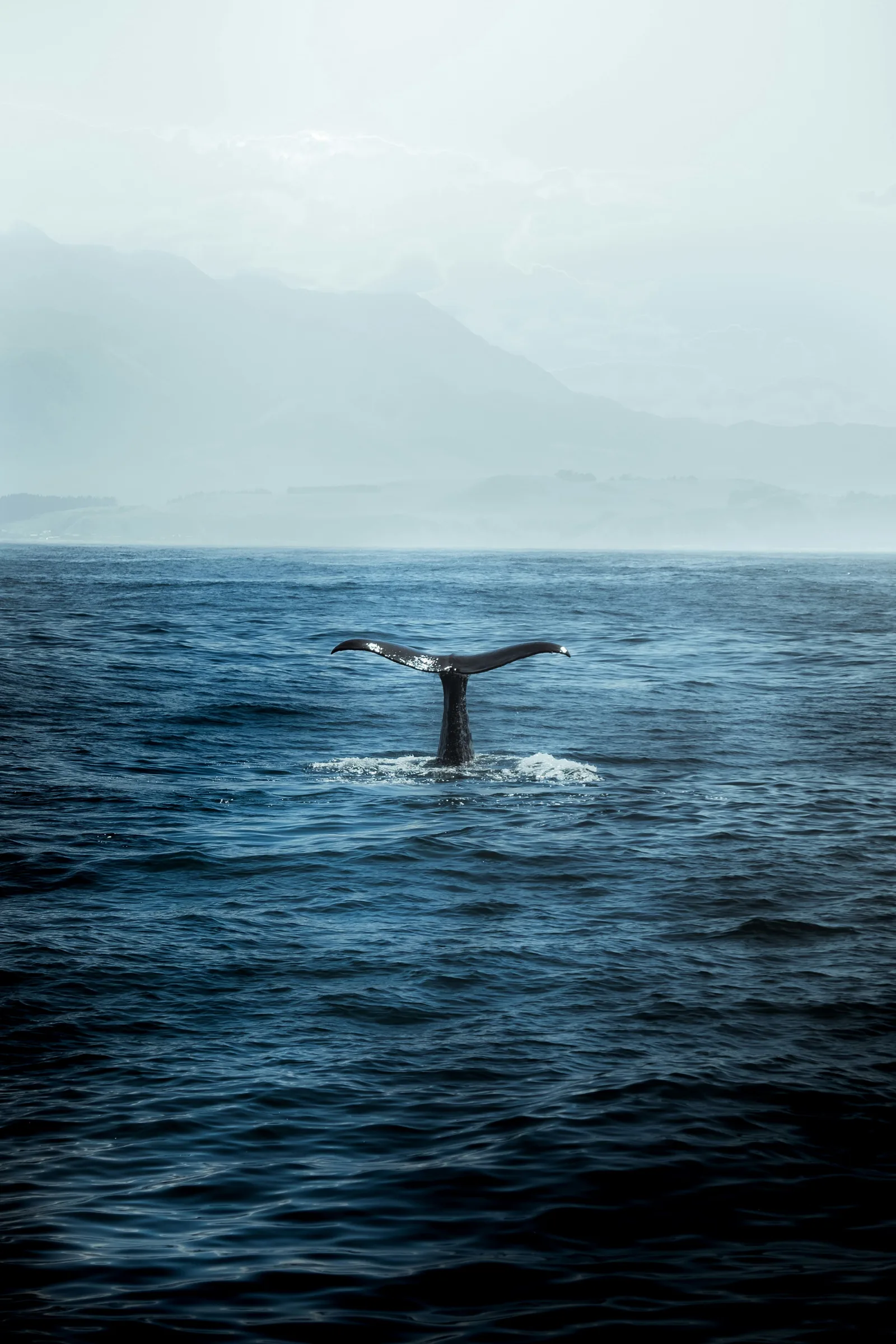 Blue whale blowhole and tail flukes surfacing in Mirissa